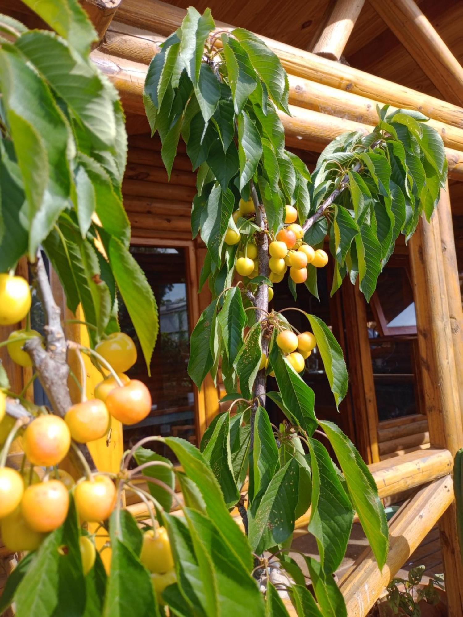 מר דל פלאטה Foresta Acantilados, Casa Container Y Cabana De Troncos מראה חיצוני תמונה