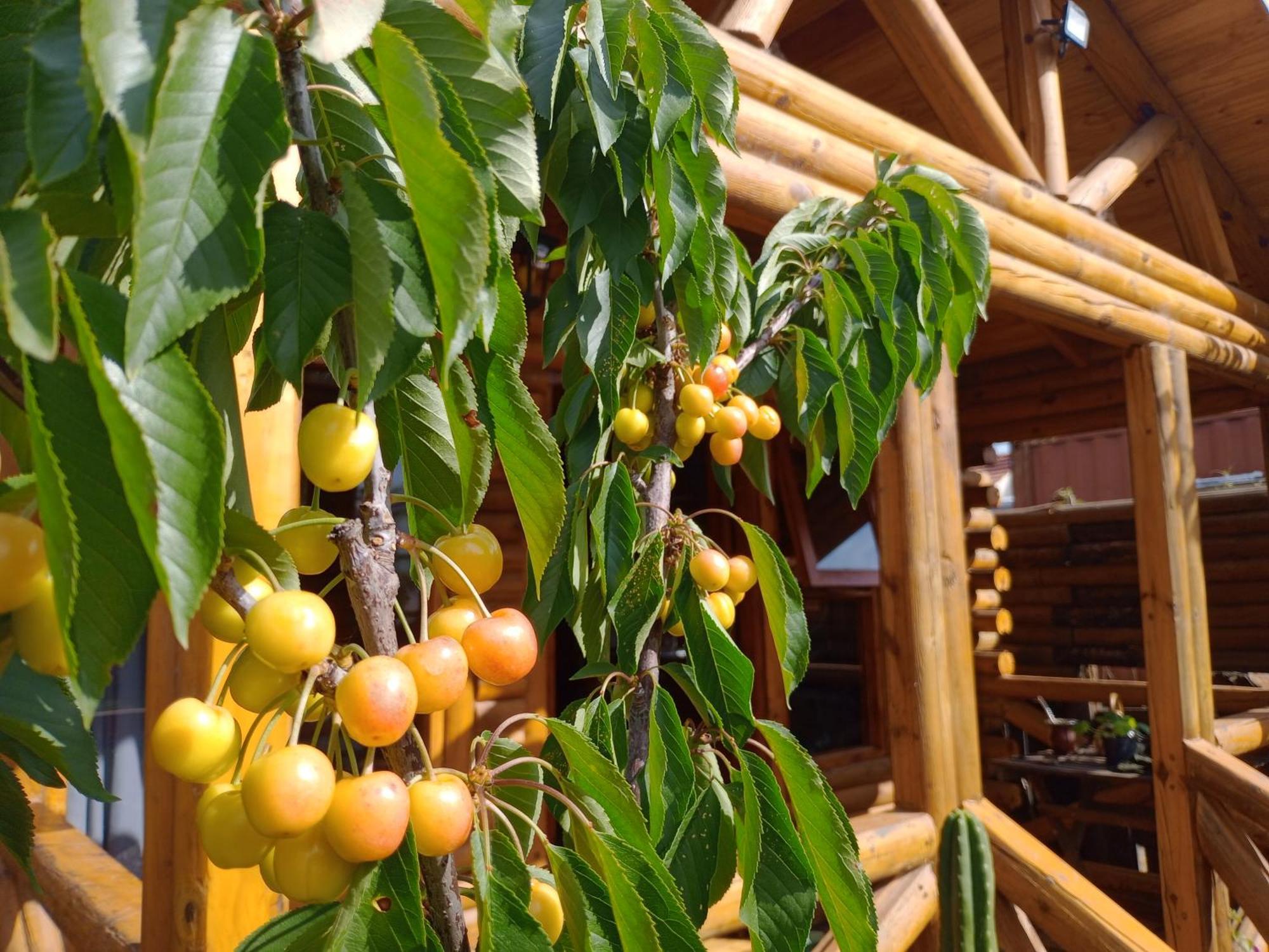 מר דל פלאטה Foresta Acantilados, Casa Container Y Cabana De Troncos מראה חיצוני תמונה